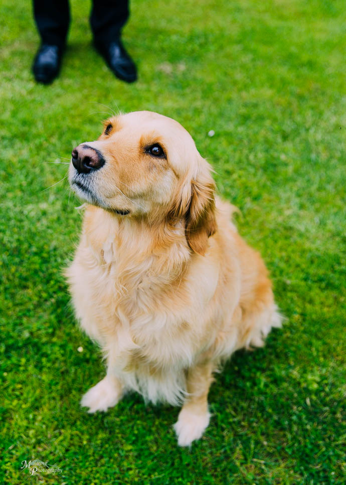 Cute Labrador