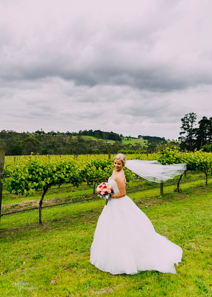 Bride in front of the vines at Wild Cattle Creek Winery with her veil flying back