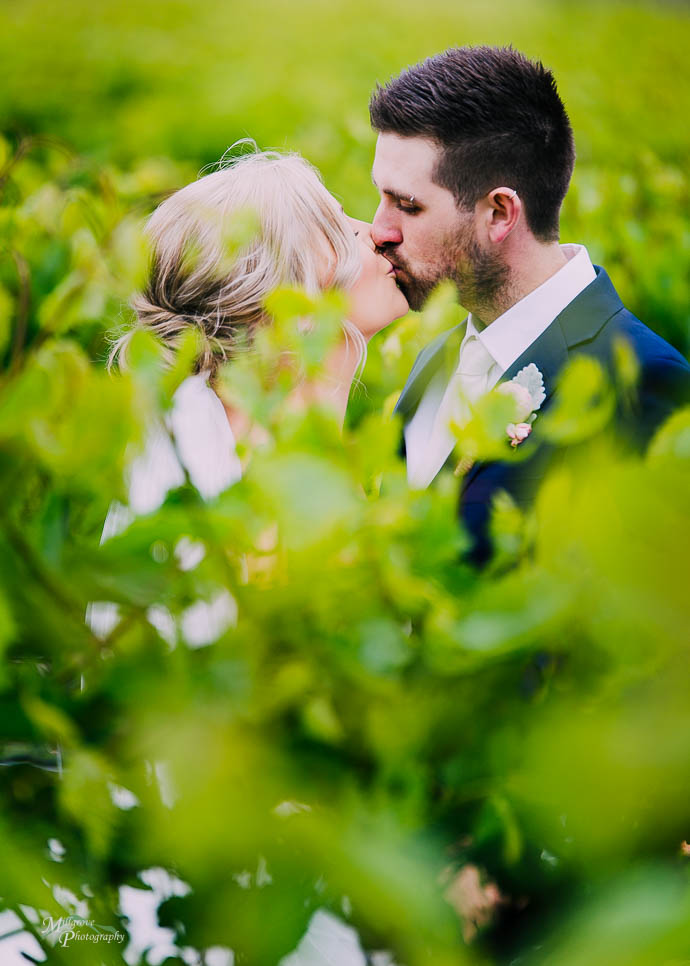 Bride and Groom kissing between the vines at Wild Cattle Creek Winery