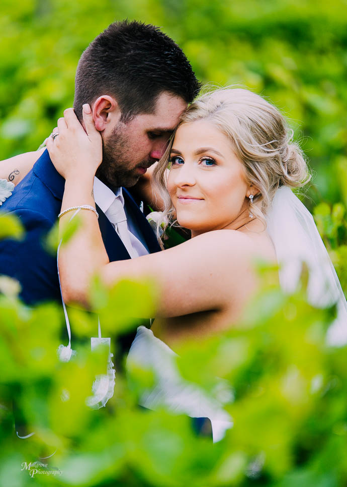 Bride and Groom kissing between the vines at Wild Cattle Creek Winery