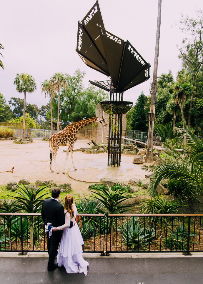 A bride and groom with a giraffe in the background