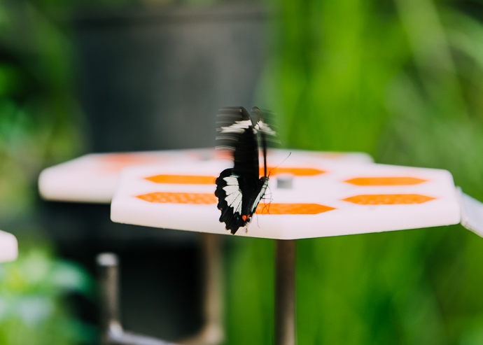 A butterfly flapping its wings